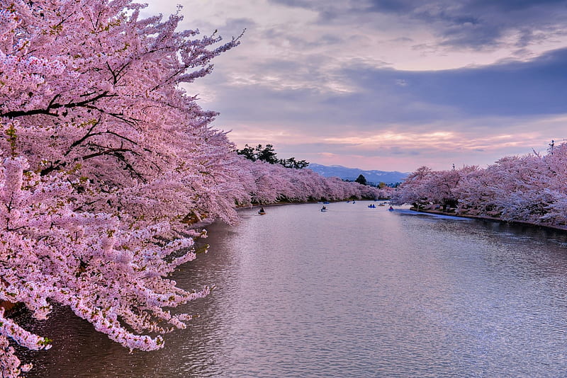 Sakura Riverside, flowers, river, trees, cherry, HD wallpaper
