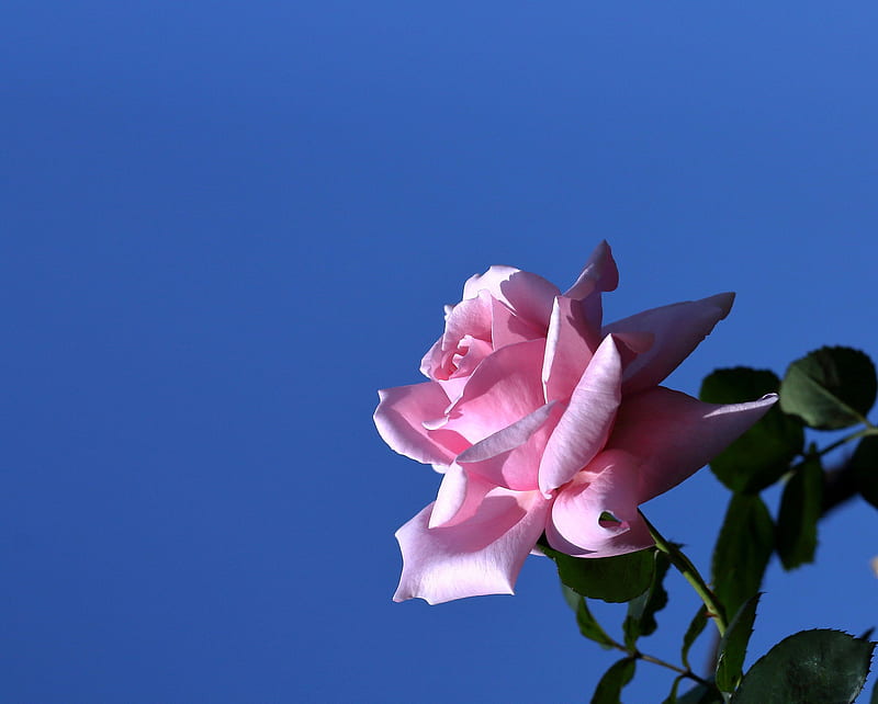Rosa rosa, rosa, flor, cielo, rosa, azul, trandafir, Fondo de pantalla HD |  Peakpx