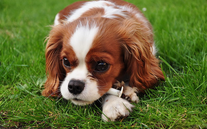 Cavalier King Charles Spaniel, small spaniel, big eyes, curly dog, cute animals, pets, dogs, puppy on green grass, HD wallpaper