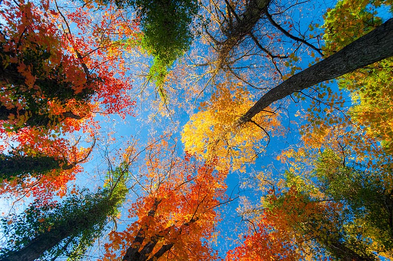 Nature, Tree, Fall, , Treetops, HD wallpaper