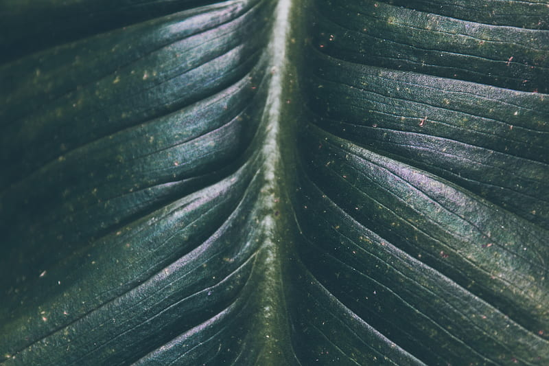 Green leaf, HD wallpaper | Peakpx