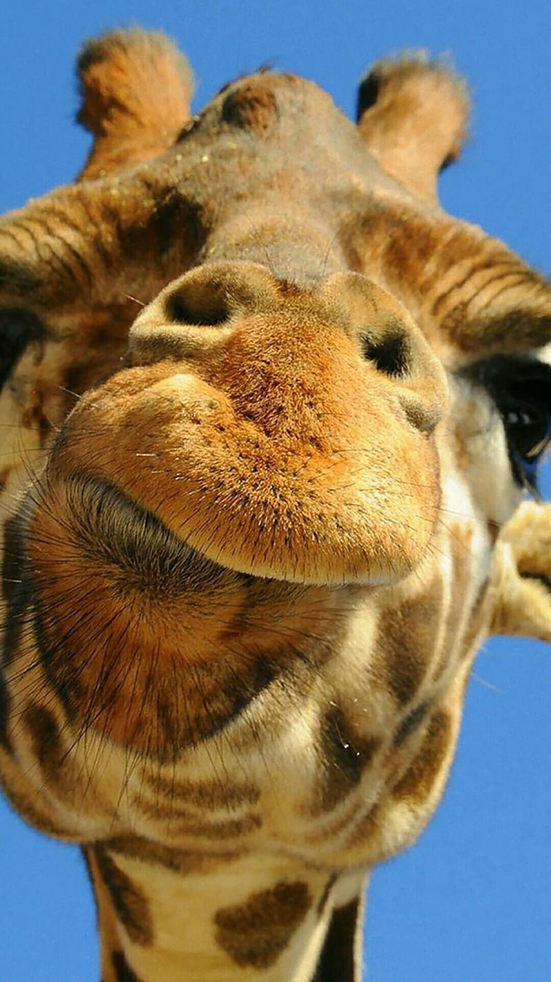 Giraffa, giraffe, icio, HD phone wallpaper