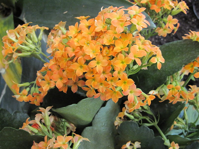 mini flowers, flowers, white, green, orange, HD wallpaper
