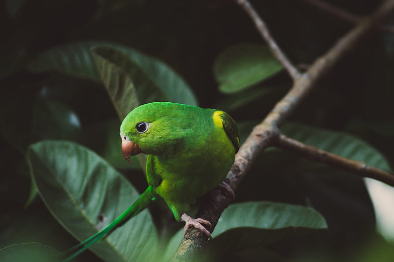 parakeet, parrot, green, bird, branch, HD wallpaper