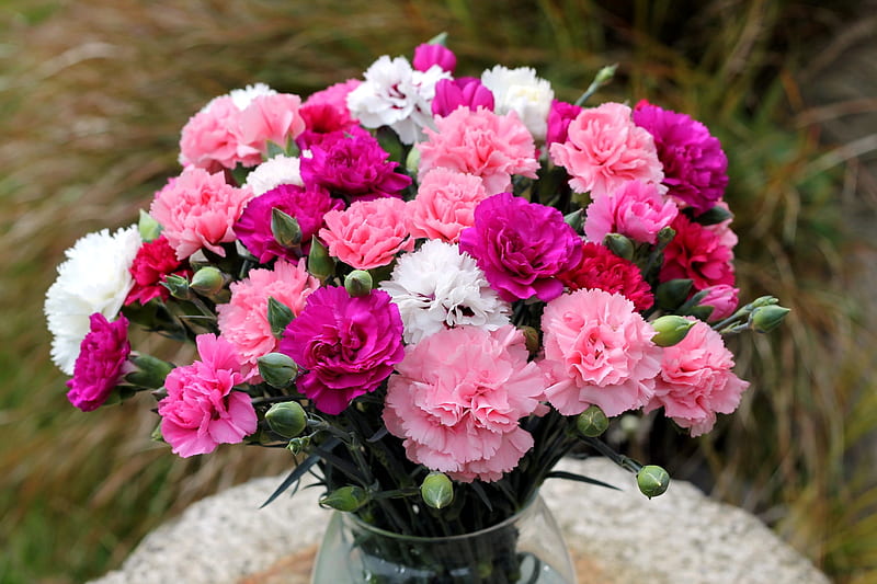 Carnations in a vase, nature, pink, carnations, pretty, flowers, carmine, HD wallpaper
