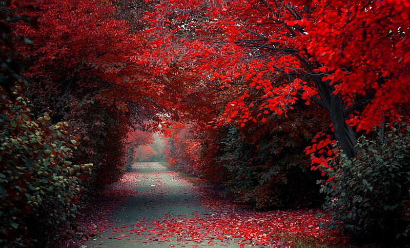 Red Autumn, forest, fall, autumn, woods, trees, autumn splendor, path, nature, alley, HD wallpaper