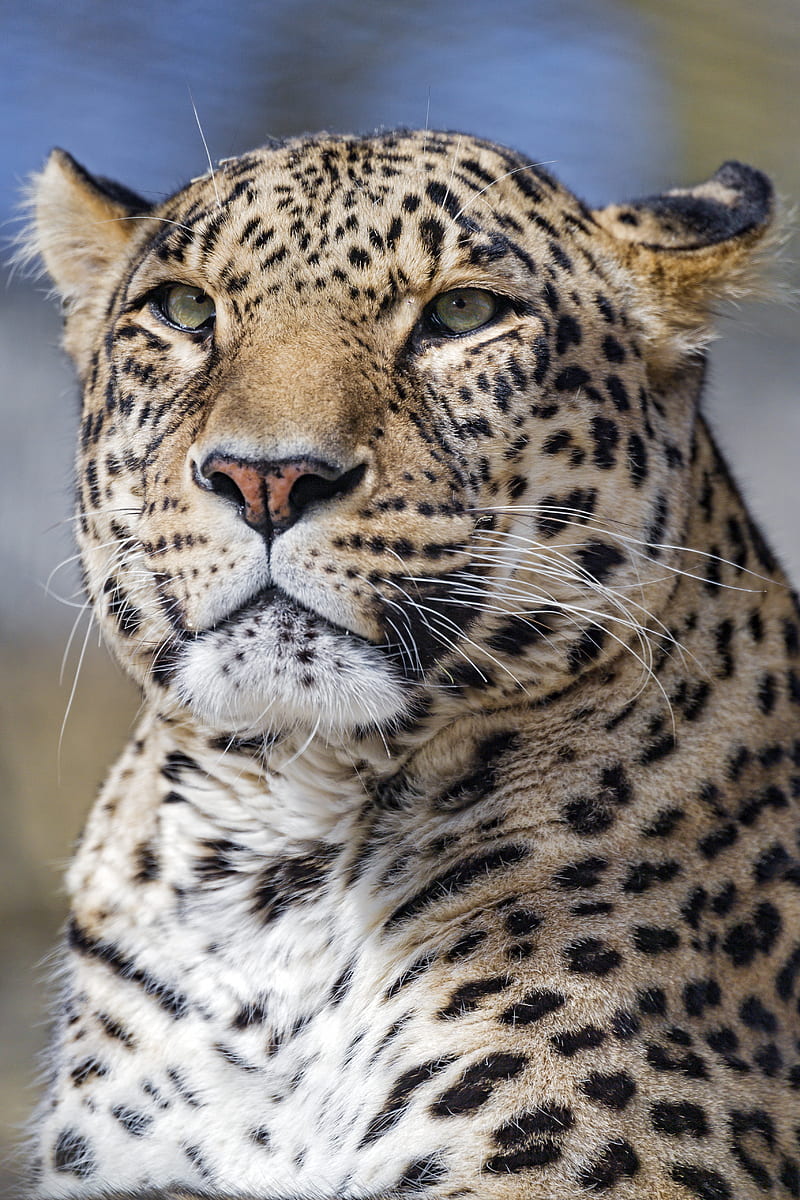 leopard, big cat, glance, predator, face, HD phone wallpaper