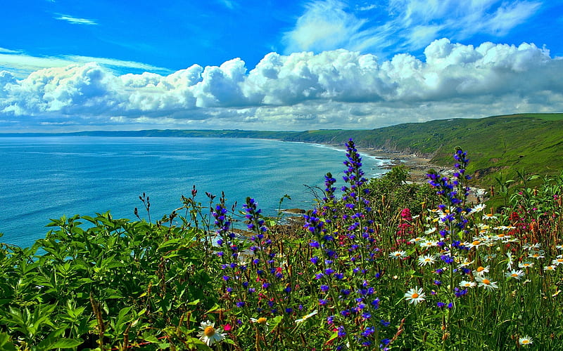 Hilly Beach, beach, hilly, flowers, nature, clouds, sea, HD wallpaper