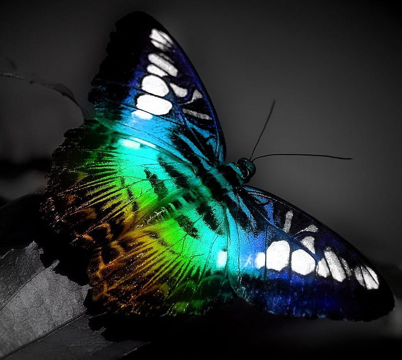 Butterfly, jhfb, msdfh, HD wallpaper Butterfly, jhfb, msdfh, HD wallpaper