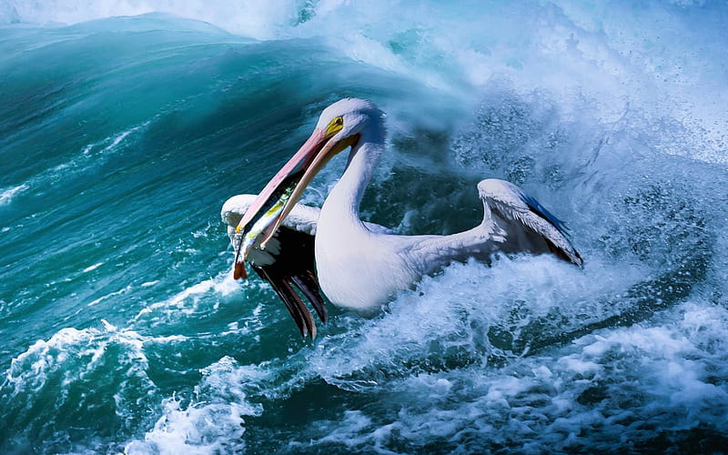 Pelican, fishing, sea, waves, wildlife, Pelecanidae, HD wallpaper