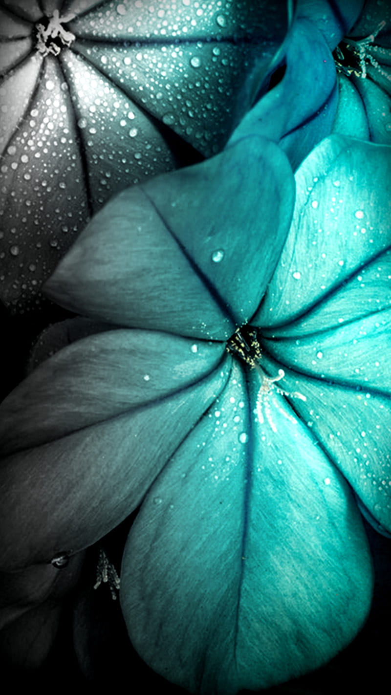 Turquoise Flowers, HD phone wallpaper | Peakpx