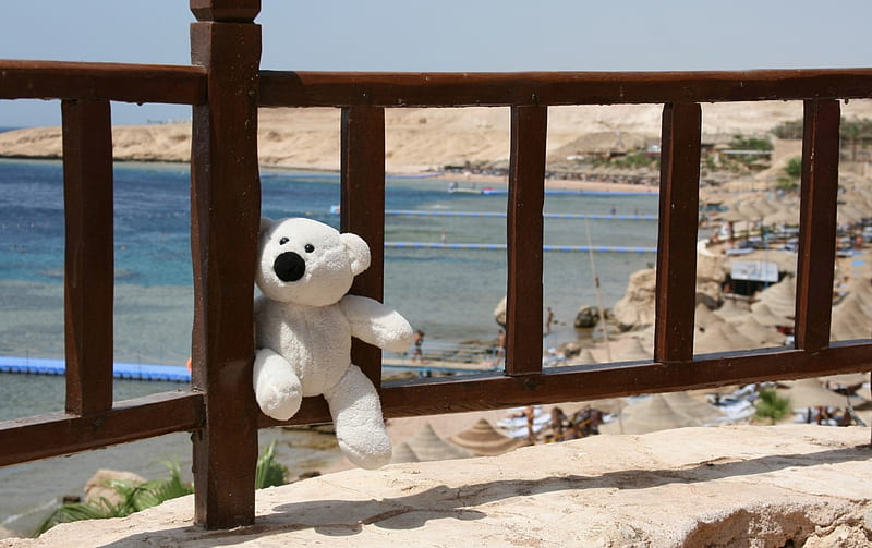 Teddy bears best sale by the sea