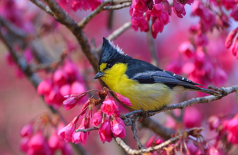 Birds, Yellow Tit, Bird, Flower, Taiwan Yellow Tit, Wildlife, HD wallpaper