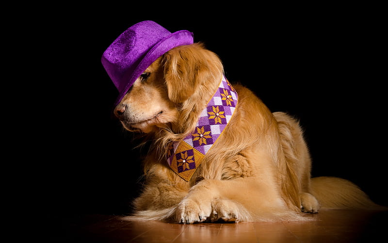 retriever, labrador, purple hat, brown dog, pets, cute animals, HD wallpaper