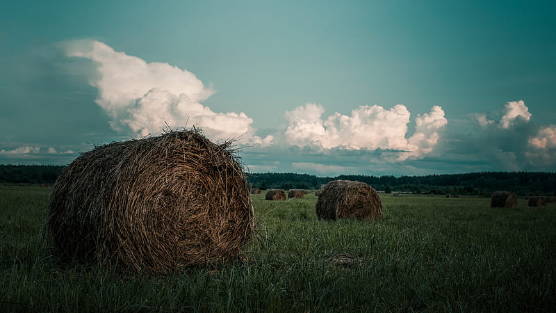 hay rolls on grass field, HD wallpaper