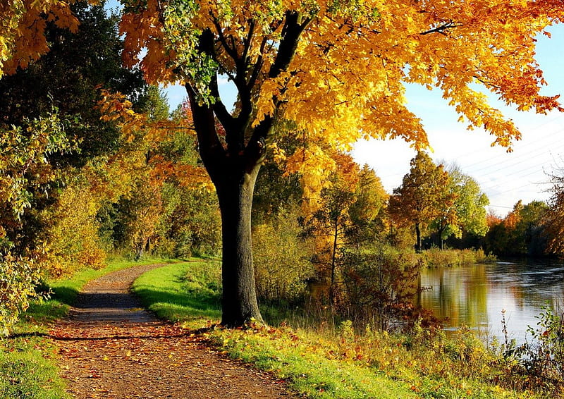Autumn riverbank, fall, autumn, riverbank, shore, falling, sunny ...