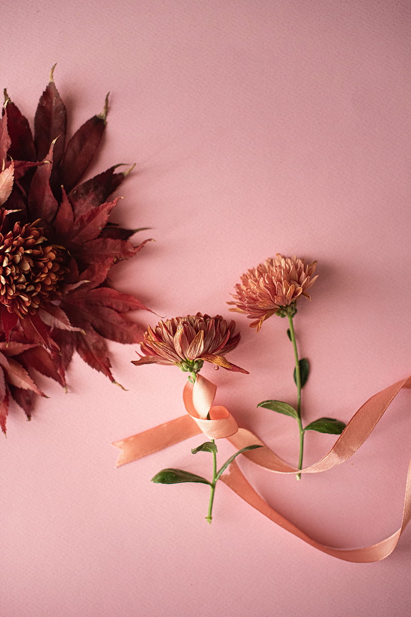 flowers, leaves, ribbon, decoration, HD phone wallpaper