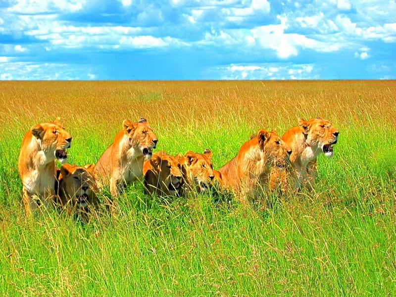 Going out for lunch, female, grass, pride, hunters, lions, HD wallpaper