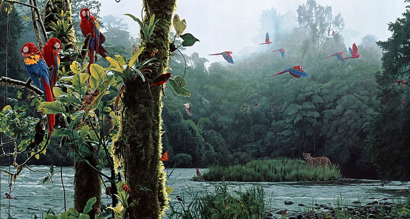 Parrots, trees, tropical, landscape, Birds, HD wallpaper