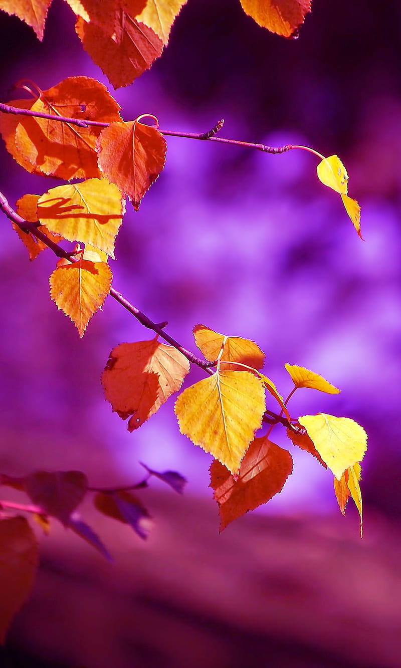 Autumn leaves, beauty nature, blue, bokeh, forest, gold leaf, leaf, purple, s7, s8, HD phone wallpaper