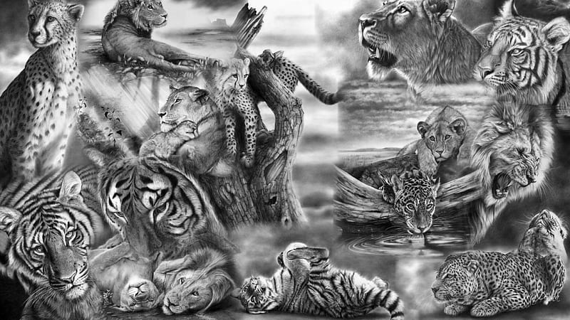 Big Cat Collage, leopard, cheetah, Peter Williams, gray, black and white, tiger, lion, wild, lynx, cats, animals, HD wallpaper