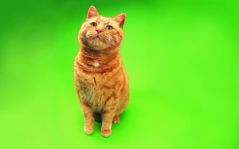 Cat, green, orange, ginger, animal, pisica, HD wallpaper