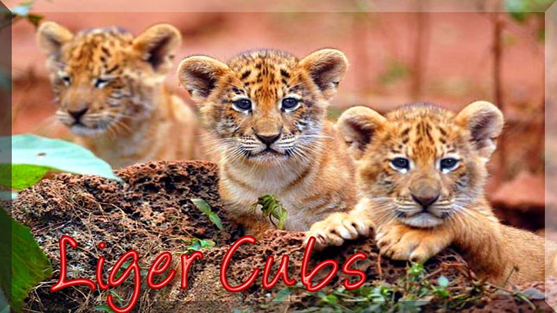 Liger Cubs, liger, ligers, tiger, cats, lion, animals, animal, HD wallpaper