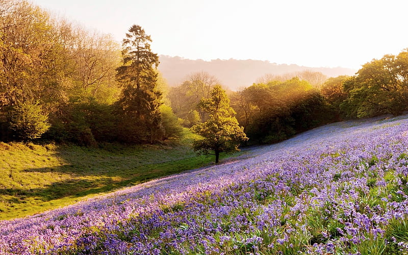 lavender field-Summer landscape, HD wallpaper
