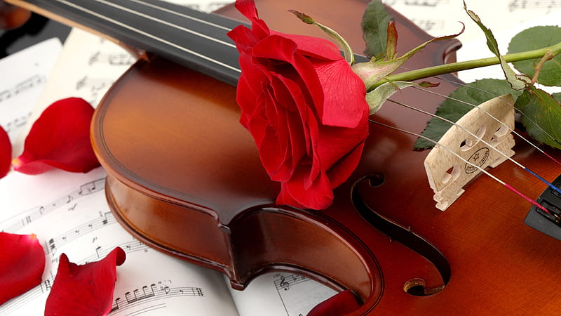 Strings & Notes, red rose, violin, romance, roses petals, notes, music, score, strings, HD wallpaper