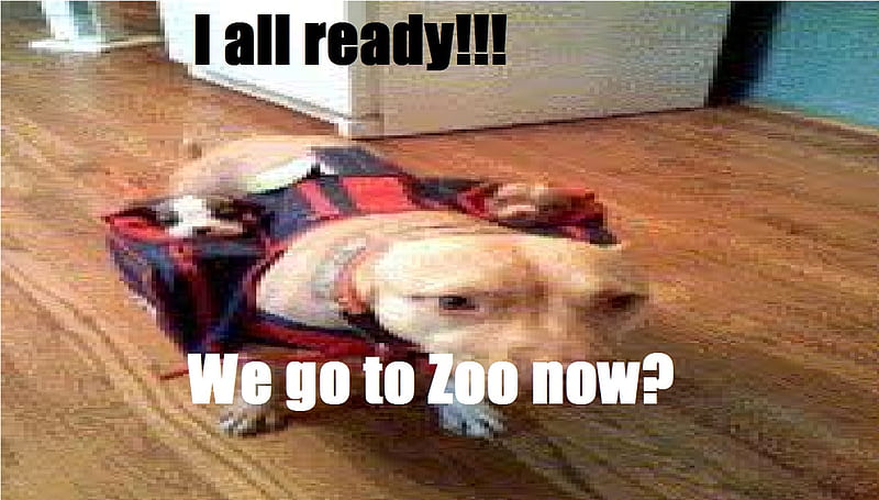 I ready lets go to zoo, bag, cute, puppy, big dog, HD wallpaper