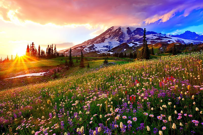 Mountain meadow at sunrise, hills, grass, bonito, spring, carpet, sky, mountain, wildflowers, sunrise, meadow, HD wallpaper