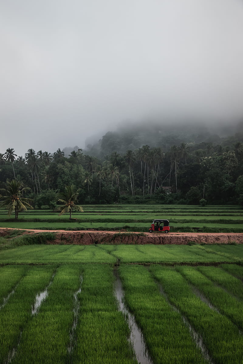 Kurunegala, agriculture, lanka, sky, sri lanka, mist, morning, paddy, HD phone wallpaper