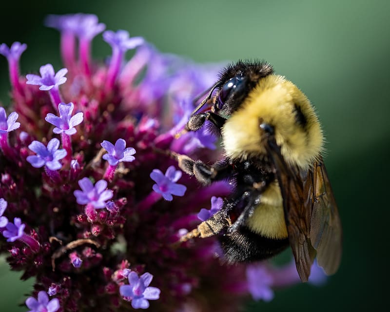 bee, flowers, pollen, macro, closeup, HD wallpaper
