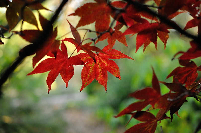 japanese maple, leaves, branches, red, macro, HD wallpaper