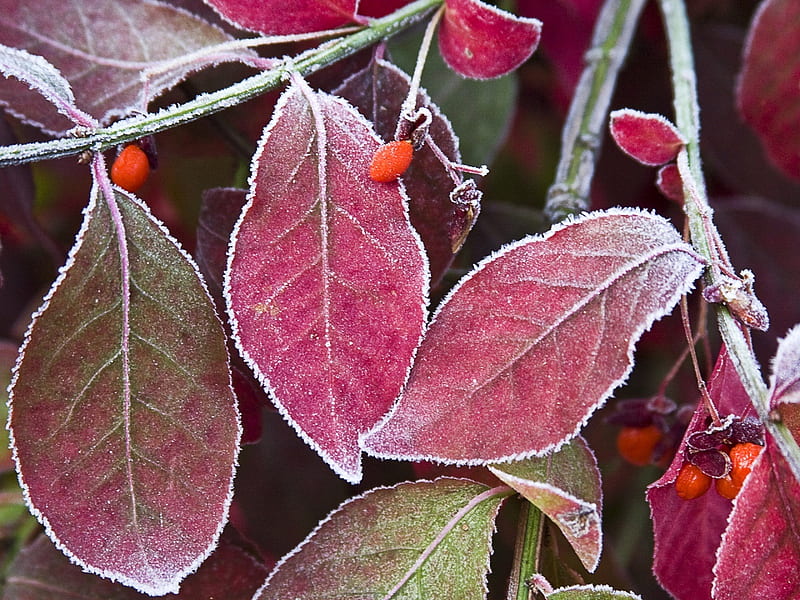 Close up frosted leaves hi-res stock photography and images - Page 7 - Alamy