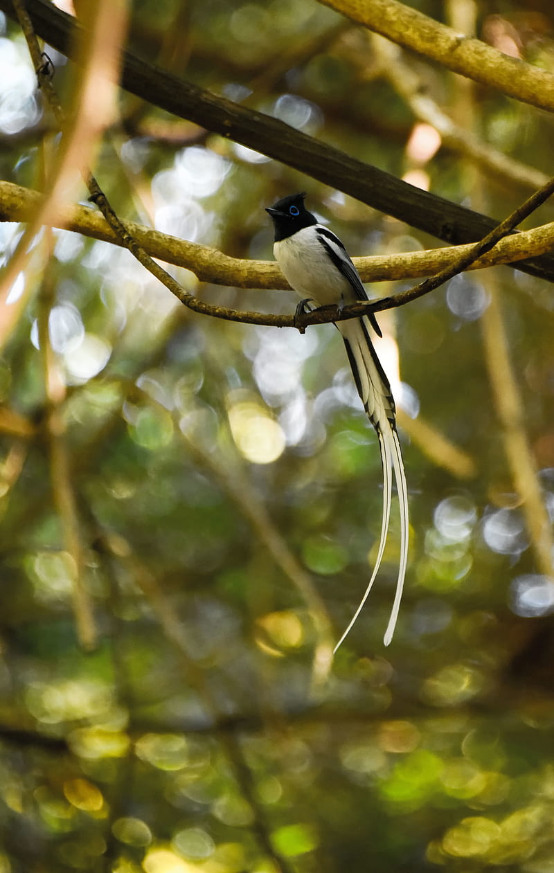 paradise-flycatcher, bird, tropical, tail, HD phone wallpaper