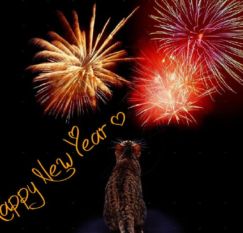 Happy New Year, cats, fireworks, animals, kitty, HD wallpaper Peakpx