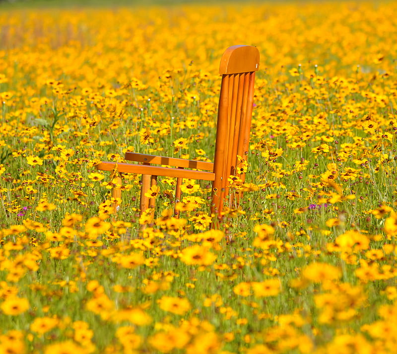 Blackeyed Susans, field, flowers, rocking chair, spring, yellow flowers, HD wallpaper