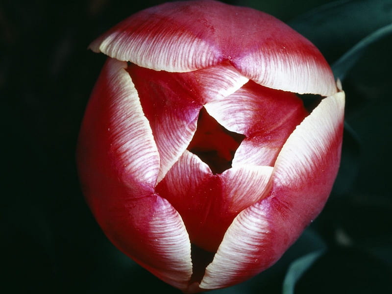Tulipa vermelha, bonita, flower, vermelha, tulipa, HD wallpaper