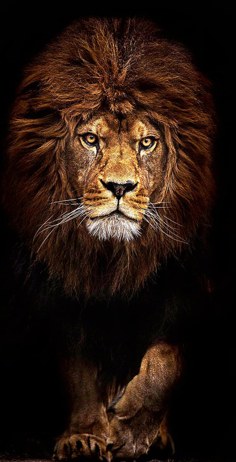 Lions pride, king, lion, HD phone wallpaper