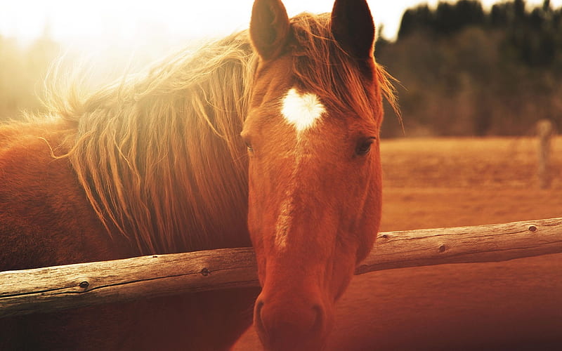 Horse face light mane-Grassland animal, HD wallpaper