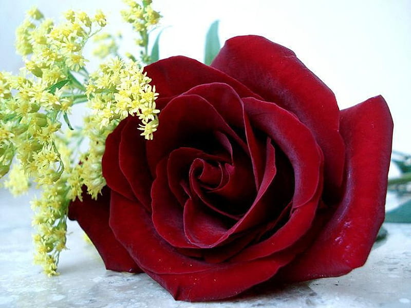 Big rose, flower, pretty, nature, rose, HD wallpaper