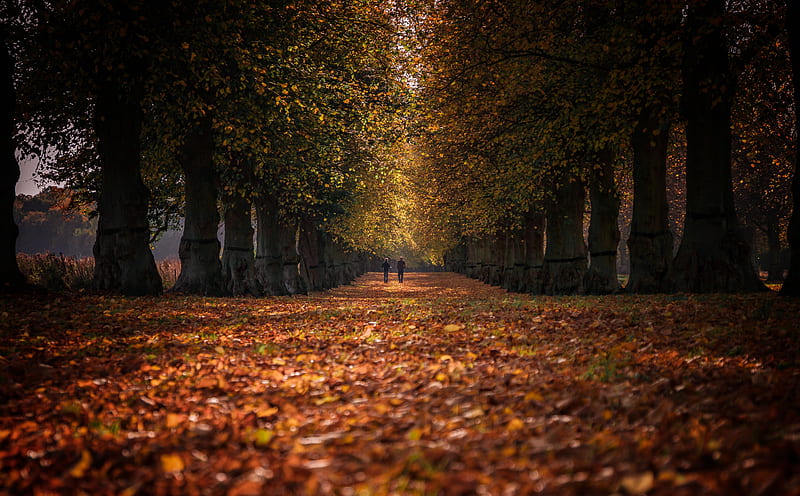 Autumn Stroll, Row of Trees Ultra, Seasons, Autumn, People, Trees, Perspective, Leaves, Leaf, Park, Along, Fall, Stroll, foliage, Colour, samsung, stunning, logger, HD wallpaper
