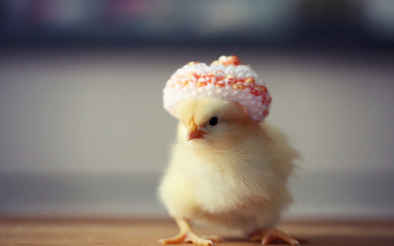 Chicken in hat, cute, bird, chicken, yellow, funny, white, pink, hat, HD wallpaper