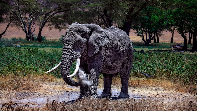 Elephants in Serengeti National Park, Park, National, Elephants, Serengeti, Animal, Wildlife, HD wallpaper
