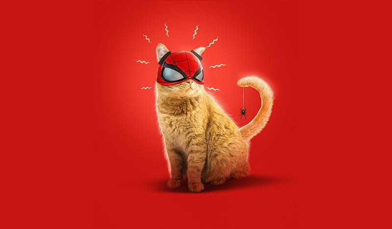 Spider Cat Spider-Man Miles Morales Art, HD wallpaper