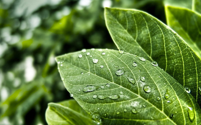 green leaves, water drops on leaves, ecology concepts, environment, eco concepts, background with green leaves, HD wallpaper