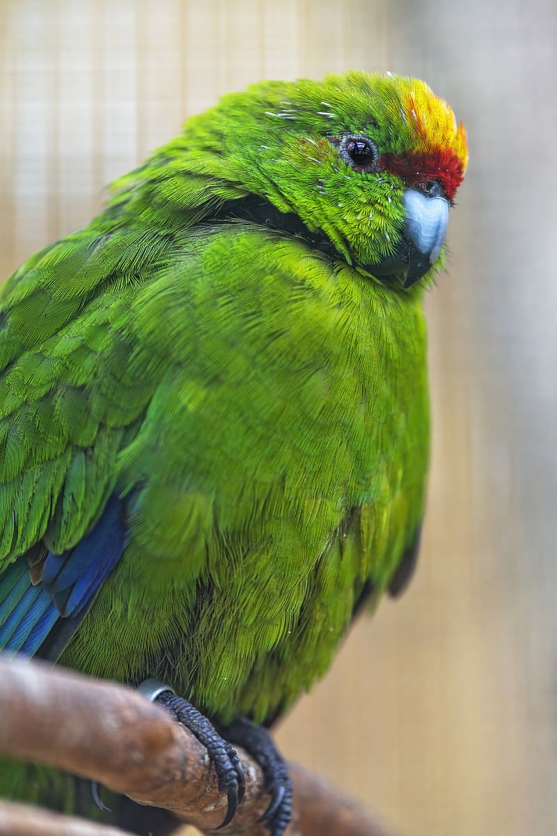 antipodes parakeet, parrot, bird, green, HD phone wallpaper