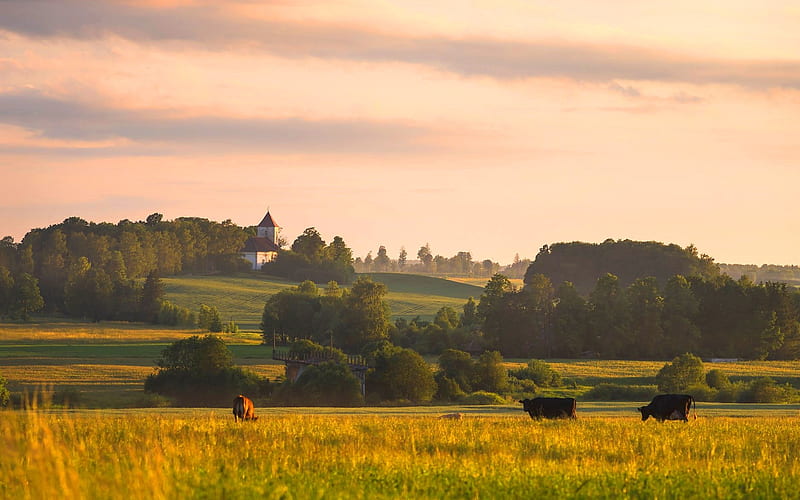 Latvian Landscape, hills, Latvia, fields, church, cows, HD wallpaper