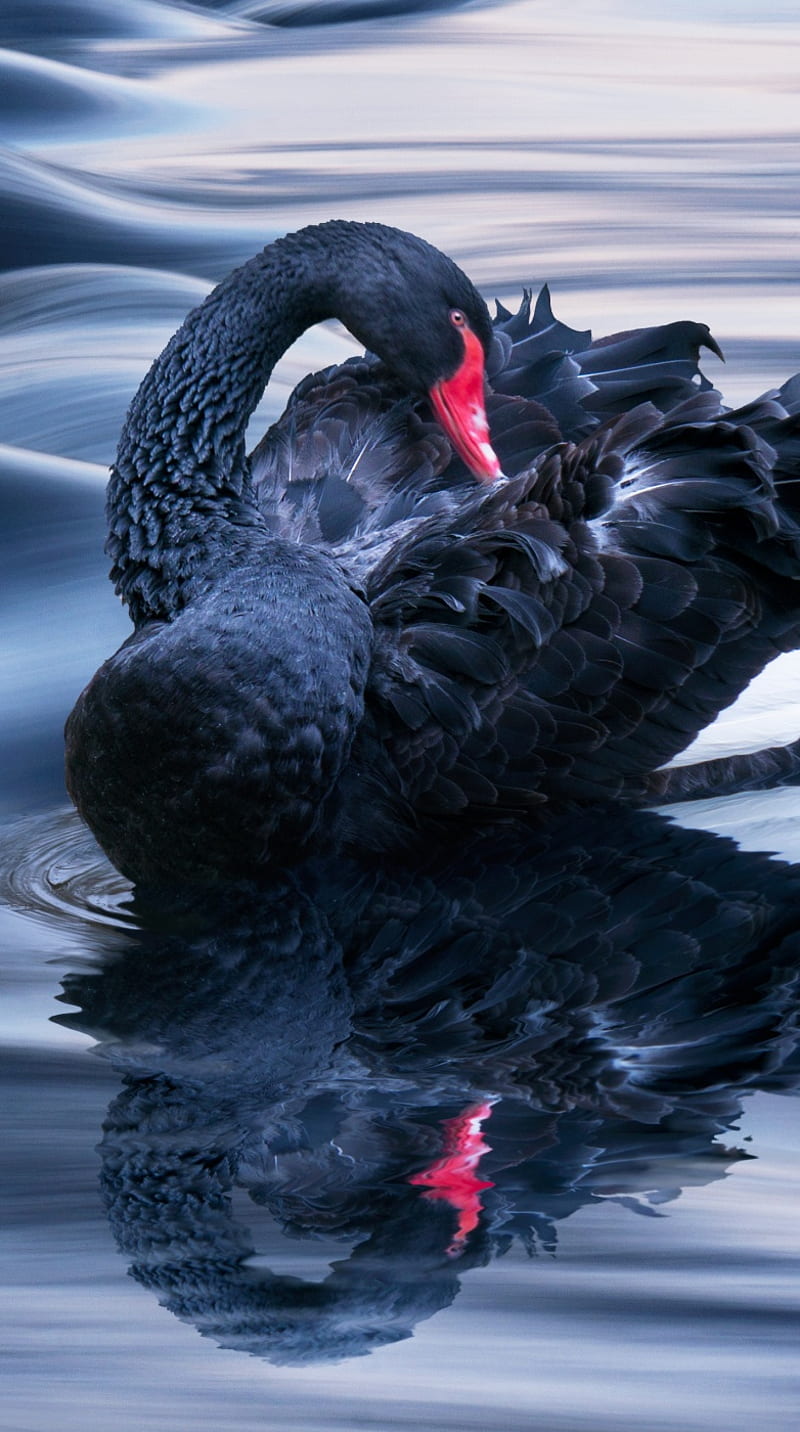 Black Swan, animal, apple, beauty, bird, iphone, nature, water, HD phone  wallpaper | Peakpx